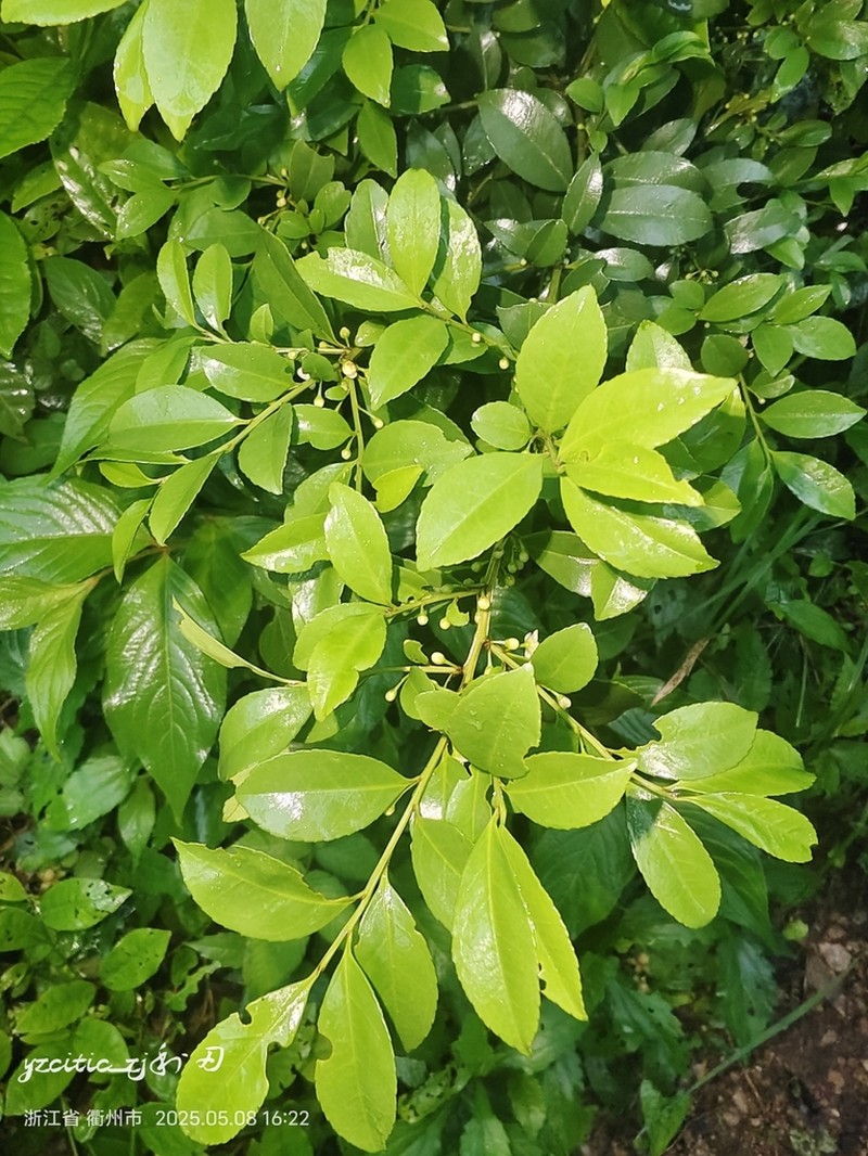 Ilex viridis photo 6