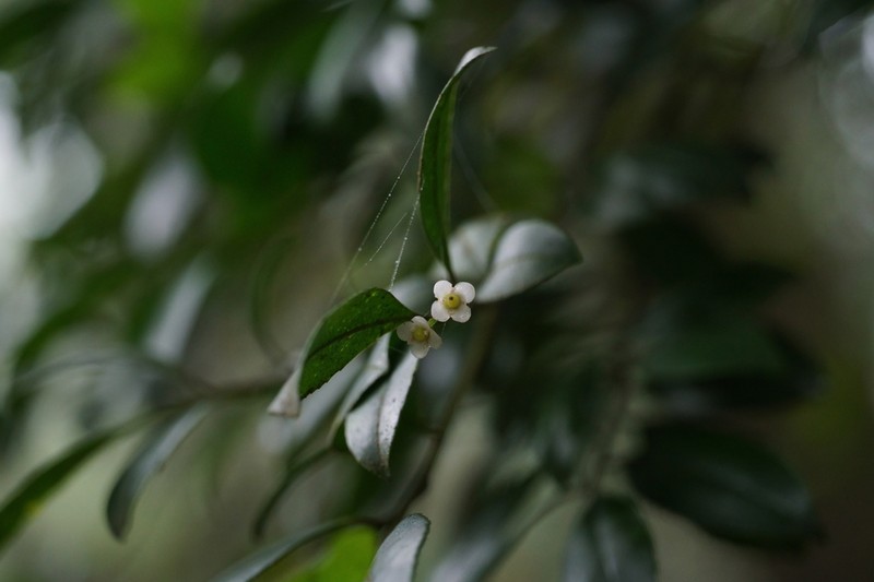 Ilex viridis photo 7