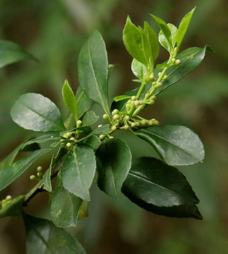 Ilex viridis photo 8