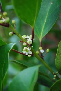 Holly