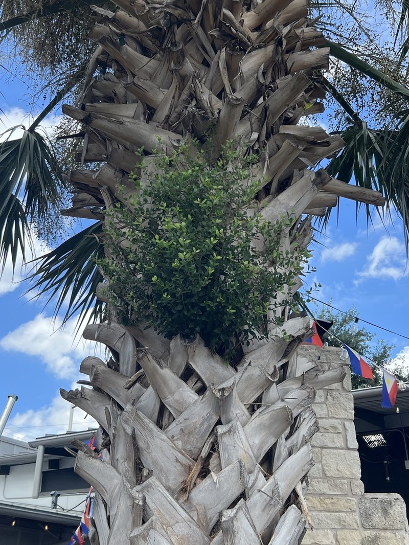 Yaupon