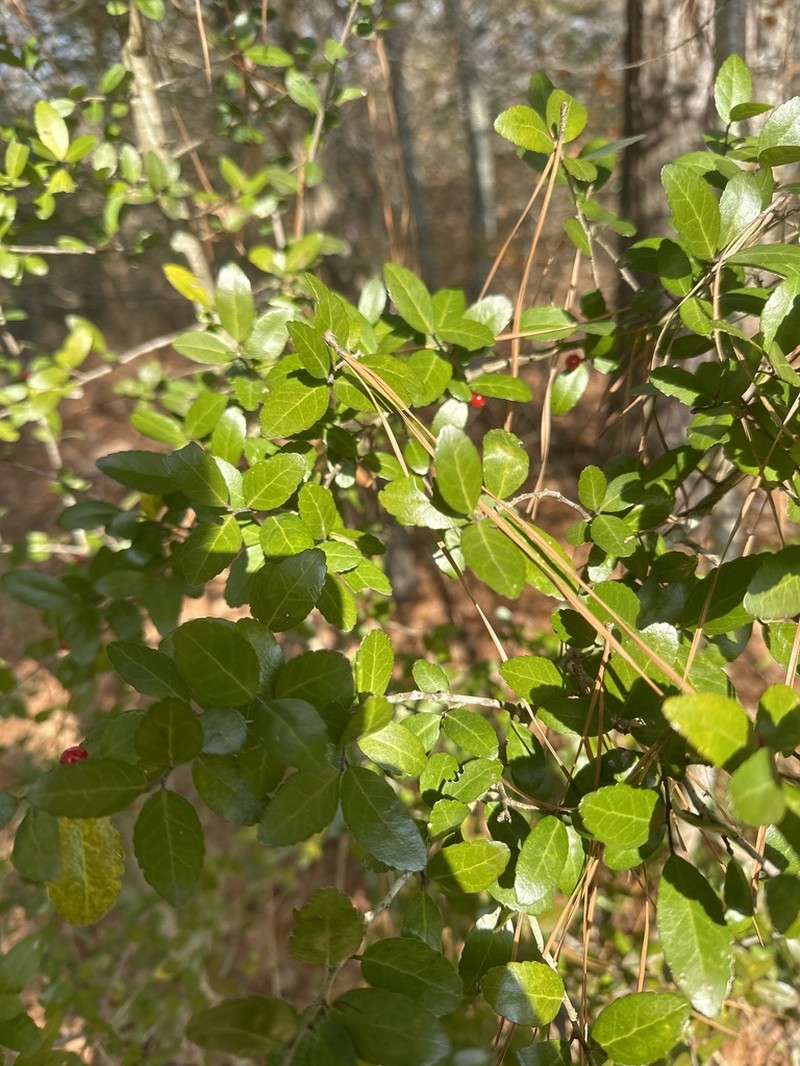 Yaupon photo 3