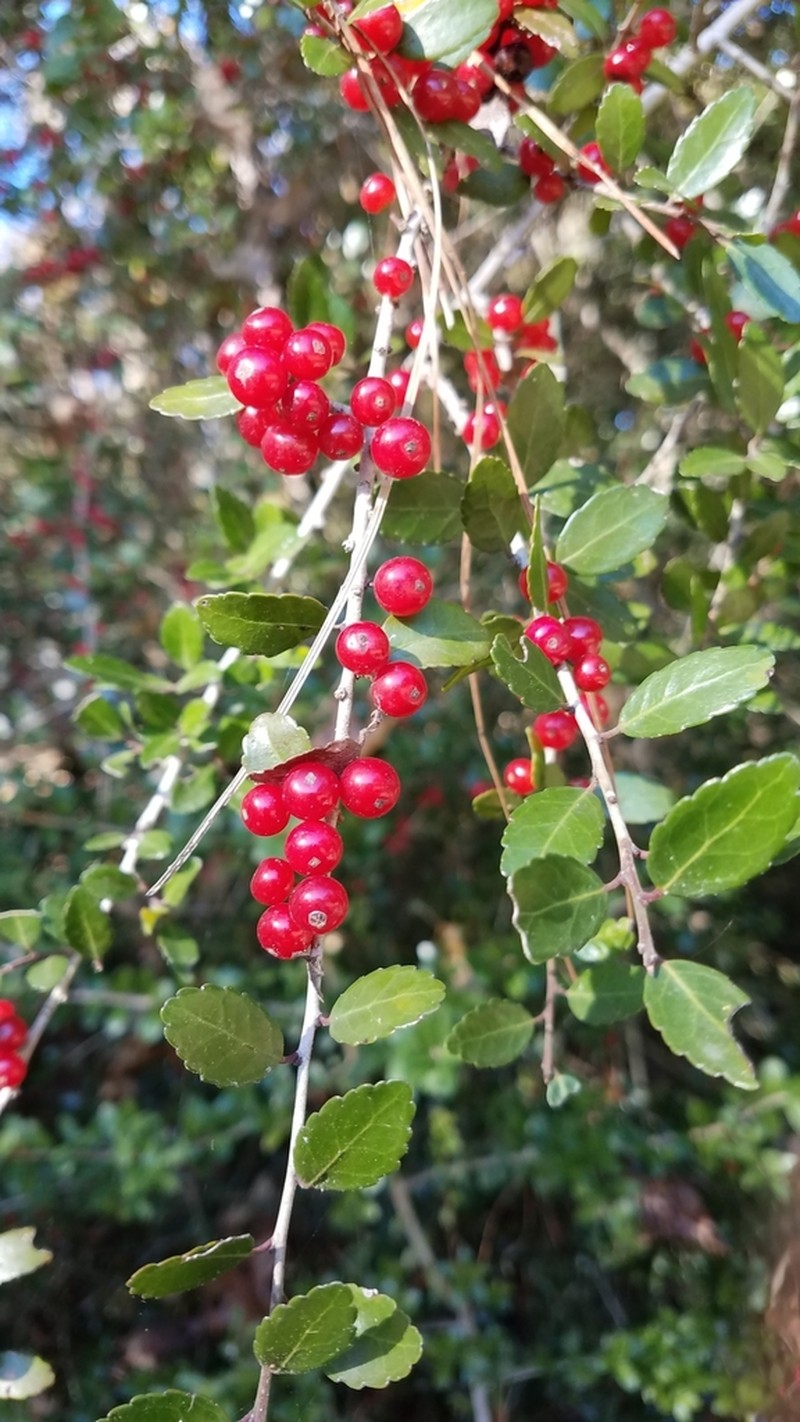 Yaupon photo 4