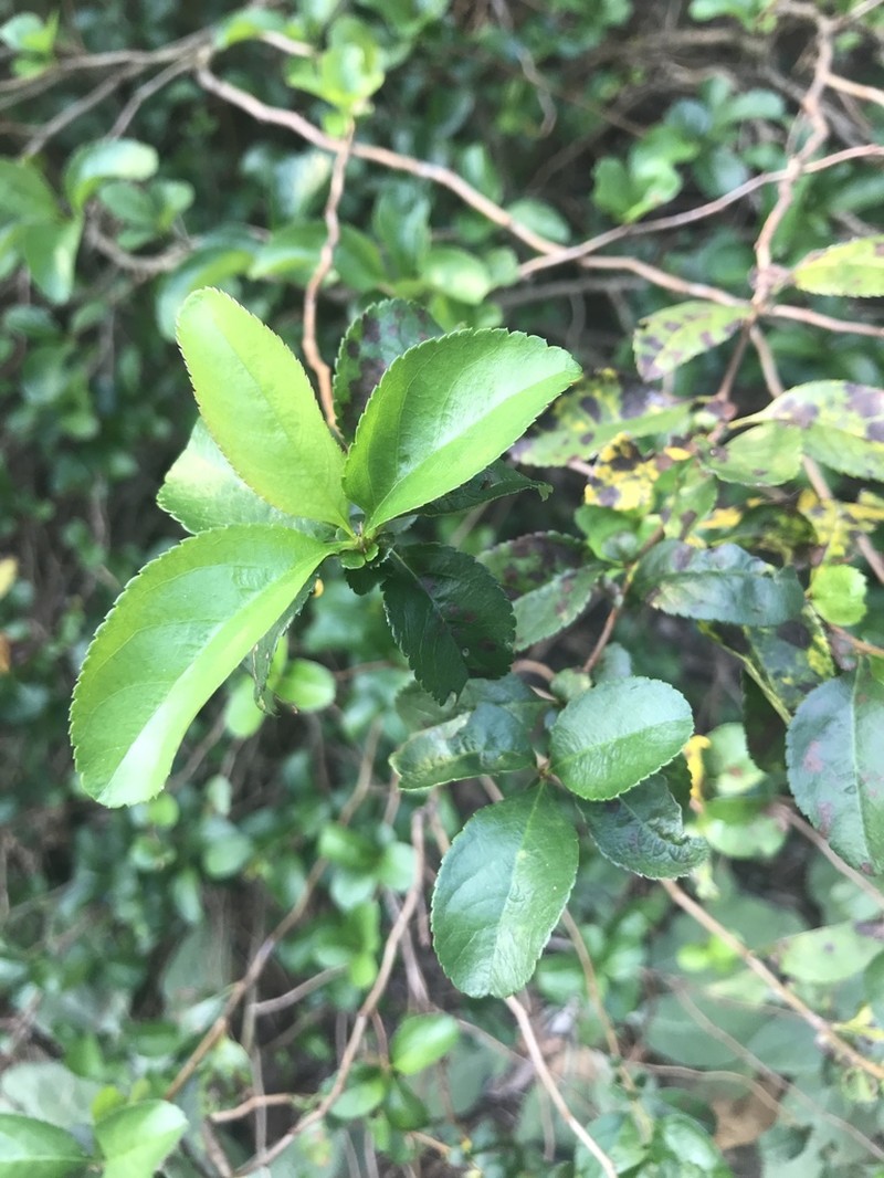 Yaupon photo 5