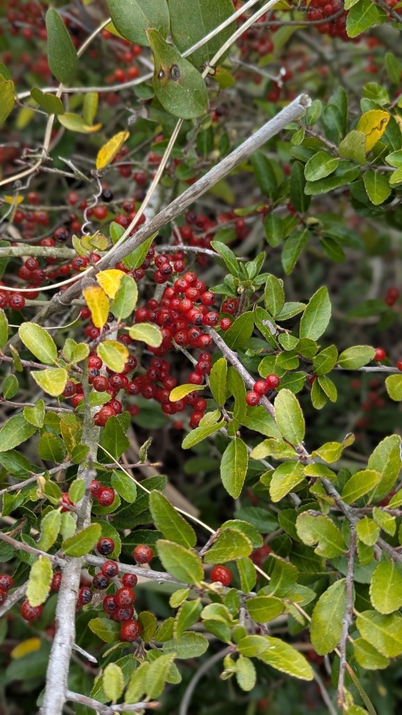 Yaupon photo 6
