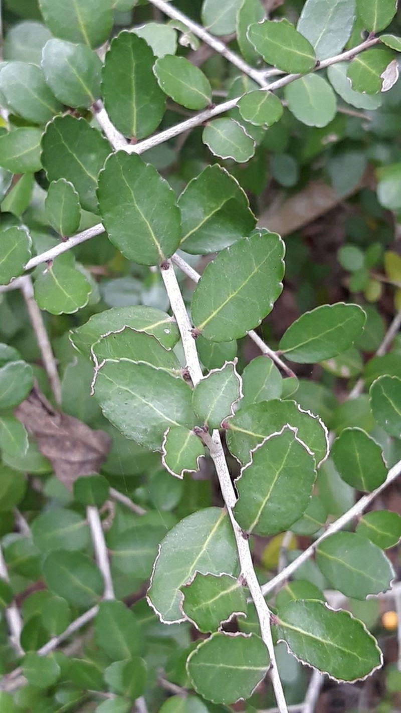 Yaupon photo 8