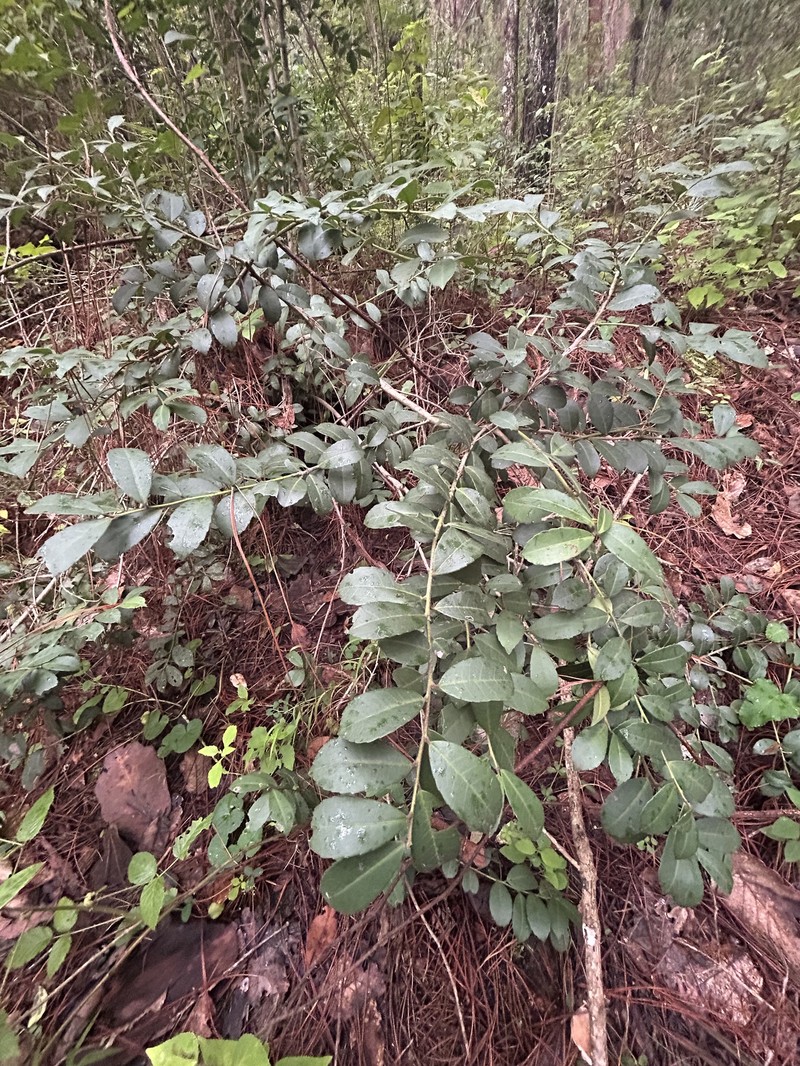 Ilex vomitoria subsp. chiapensis