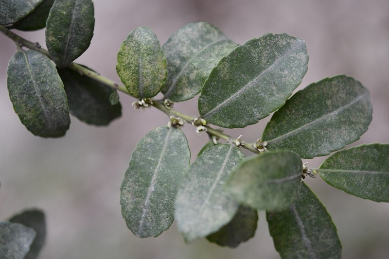 Ilex vomitoria subsp. chiapensis photo 2