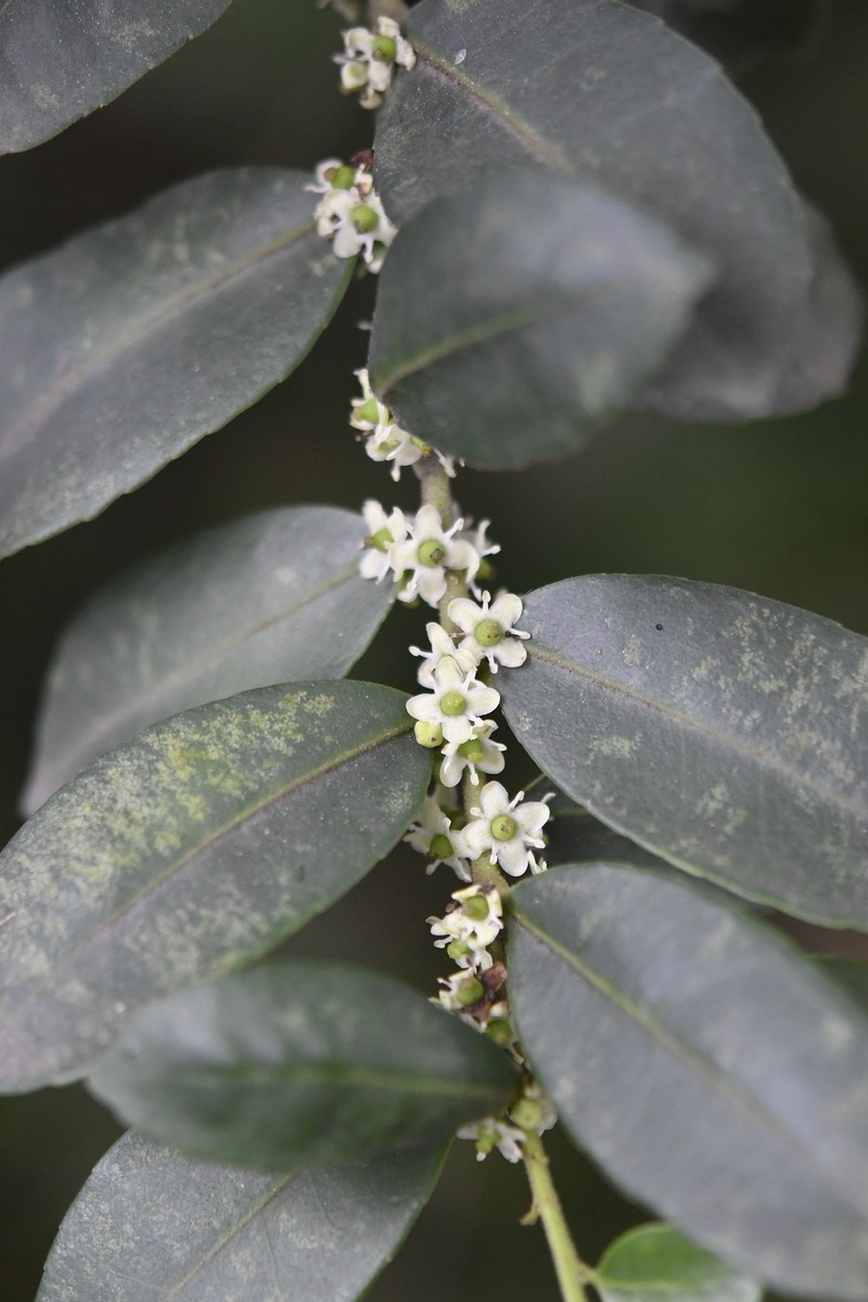 Ilex vomitoria subsp. chiapensis photo 3