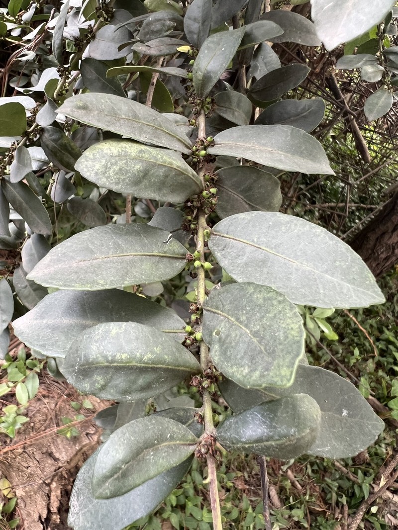 Ilex vomitoria subsp. chiapensis photo 4