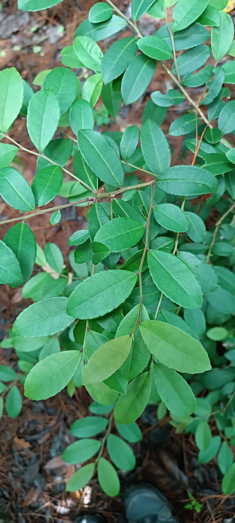 Ilex vomitoria subsp. chiapensis photo 5