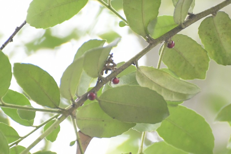Ilex vomitoria subsp. chiapensis photo 6