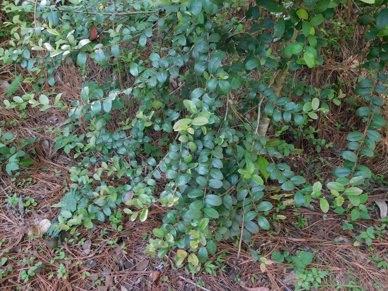 Ilex vomitoria subsp. chiapensis photo 7