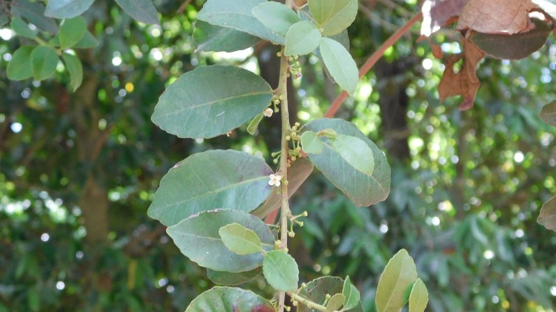 Ilex vomitoria subsp. chiapensis photo 8