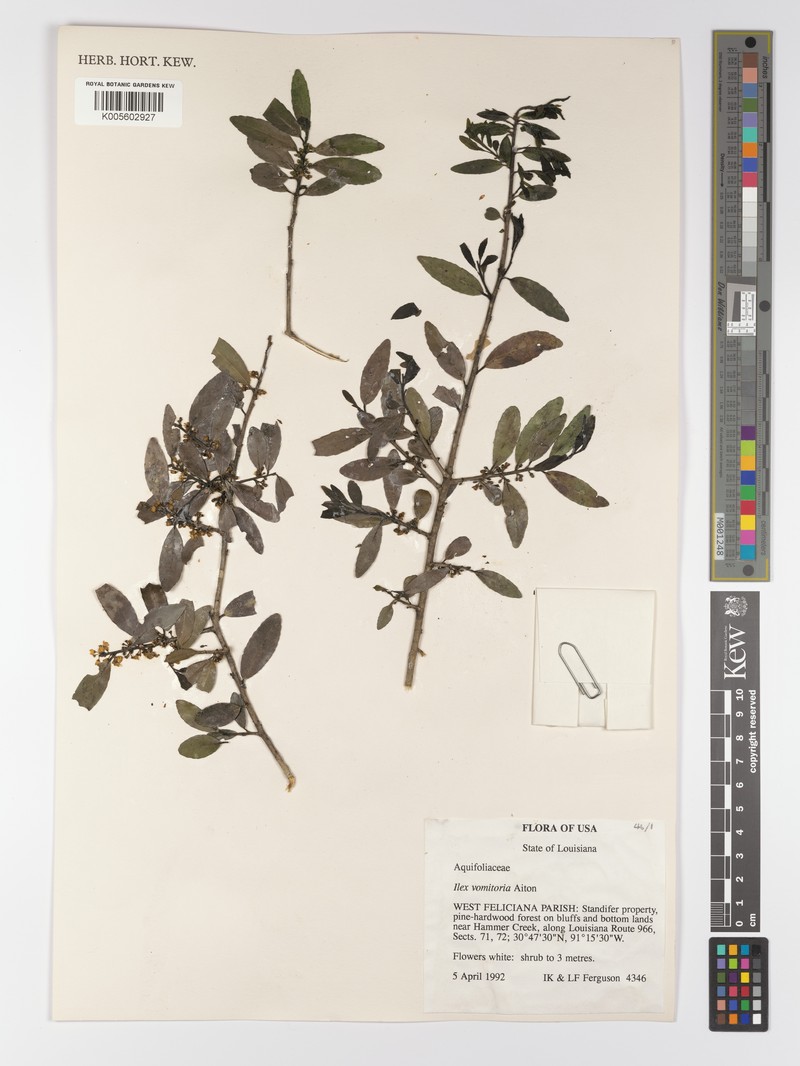 Ilex vomitoria subsp. vomitoria photo 3