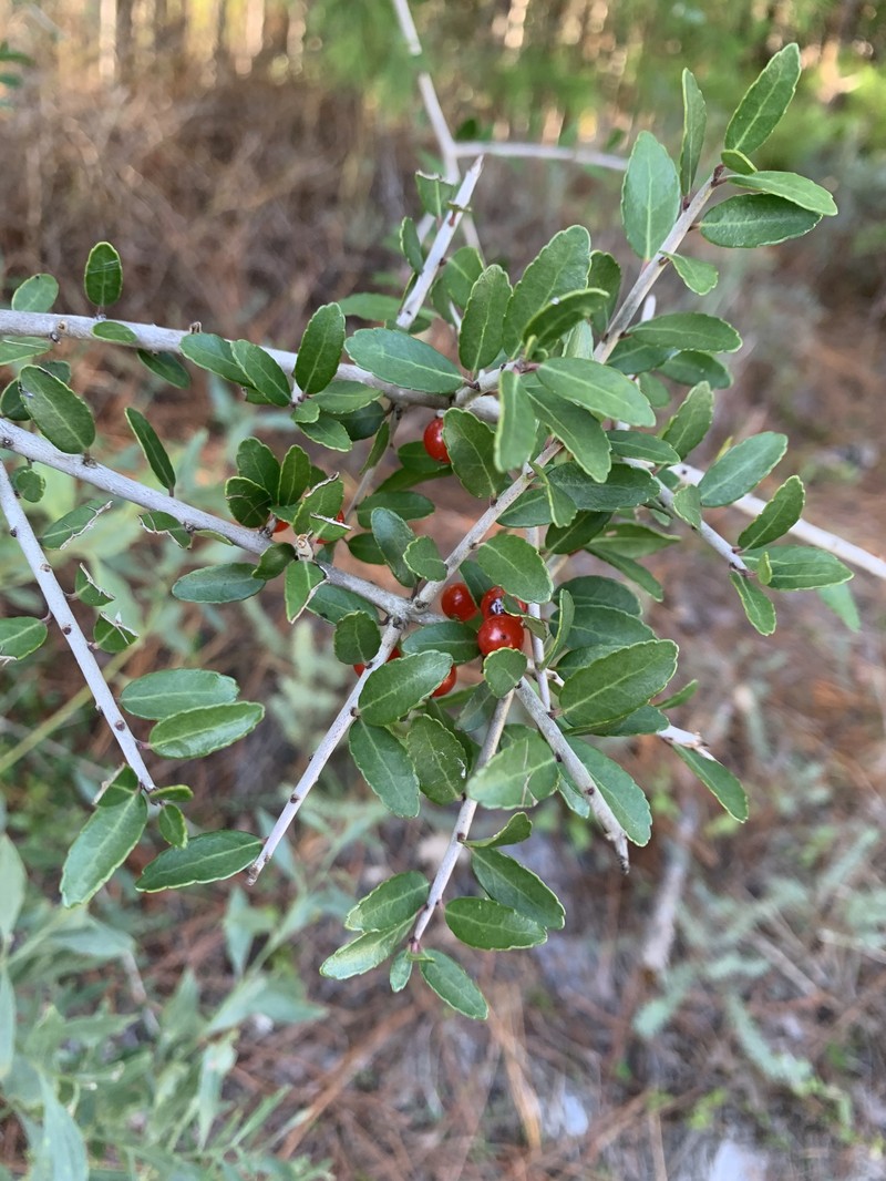 Ilex vomitoria subsp. vomitoria