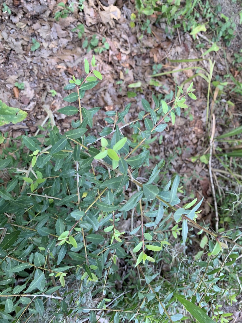 Ilex vomitoria subsp. vomitoria photo 2