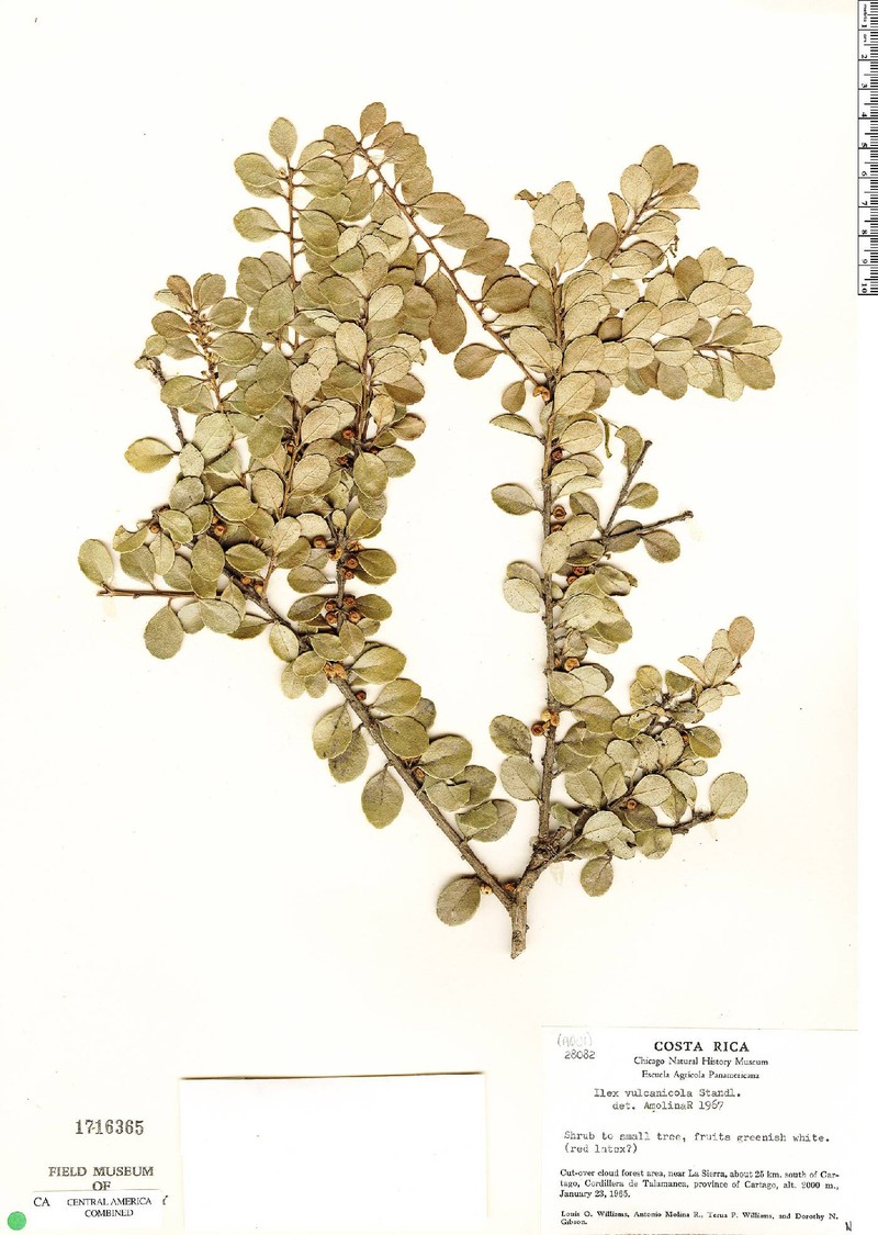 Ilex vulcanicola