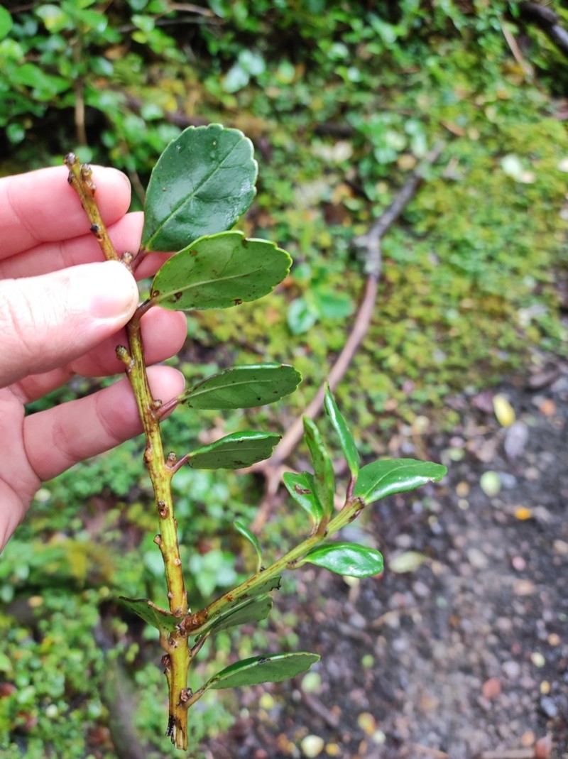 Ilex vulcanicola photo 2