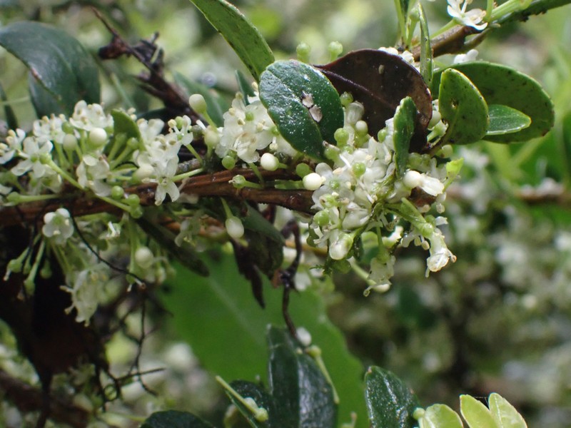 Ilex vulcanicola photo 3