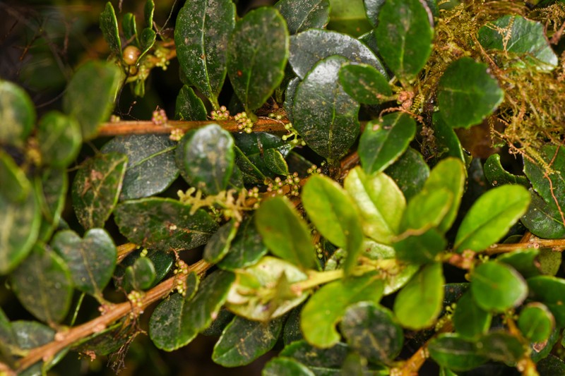 Ilex vulcanicola photo 4