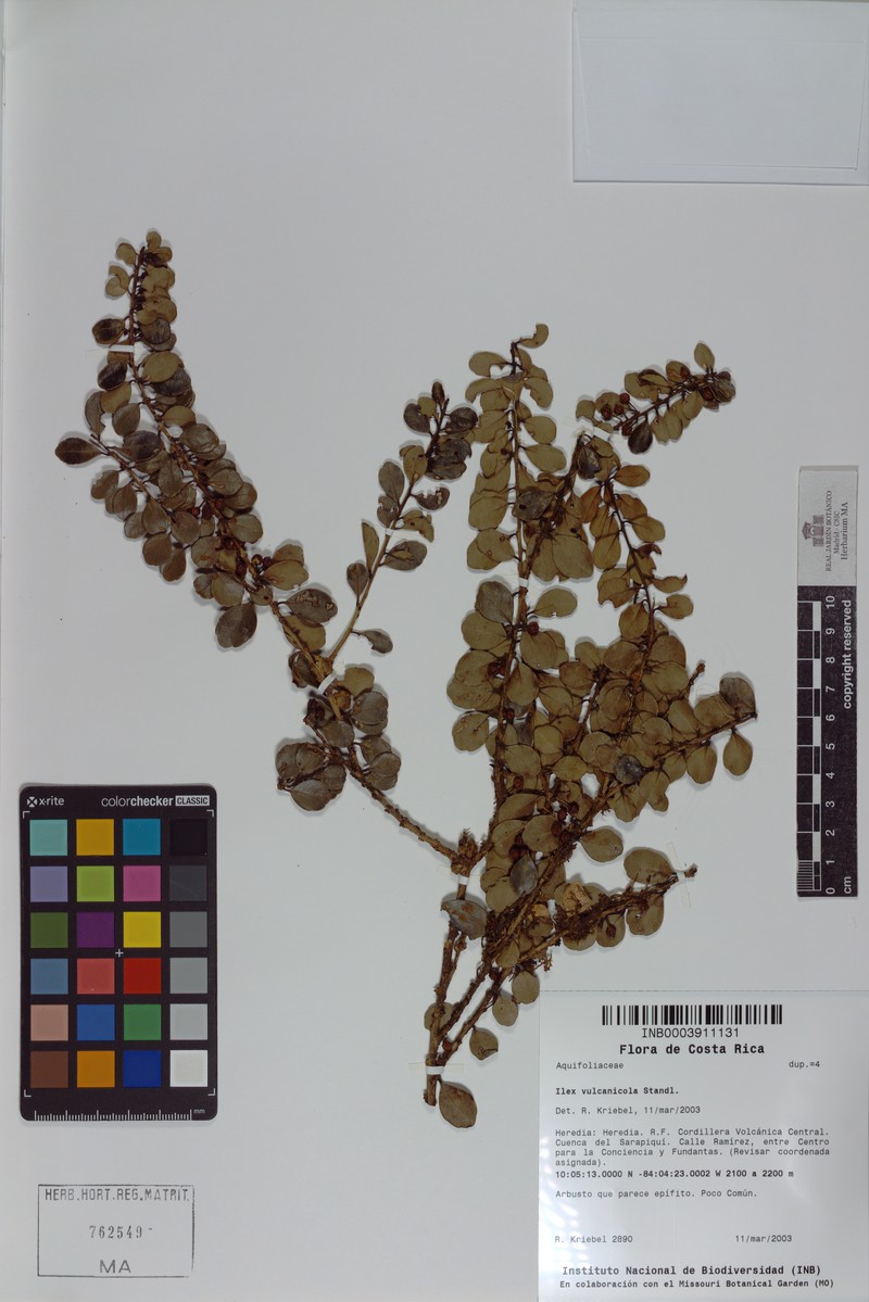Ilex vulcanicola photo 5