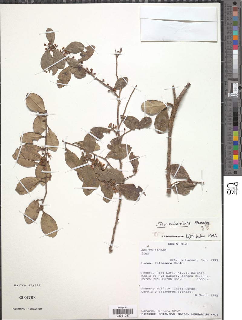 Ilex vulcanicola photo 6