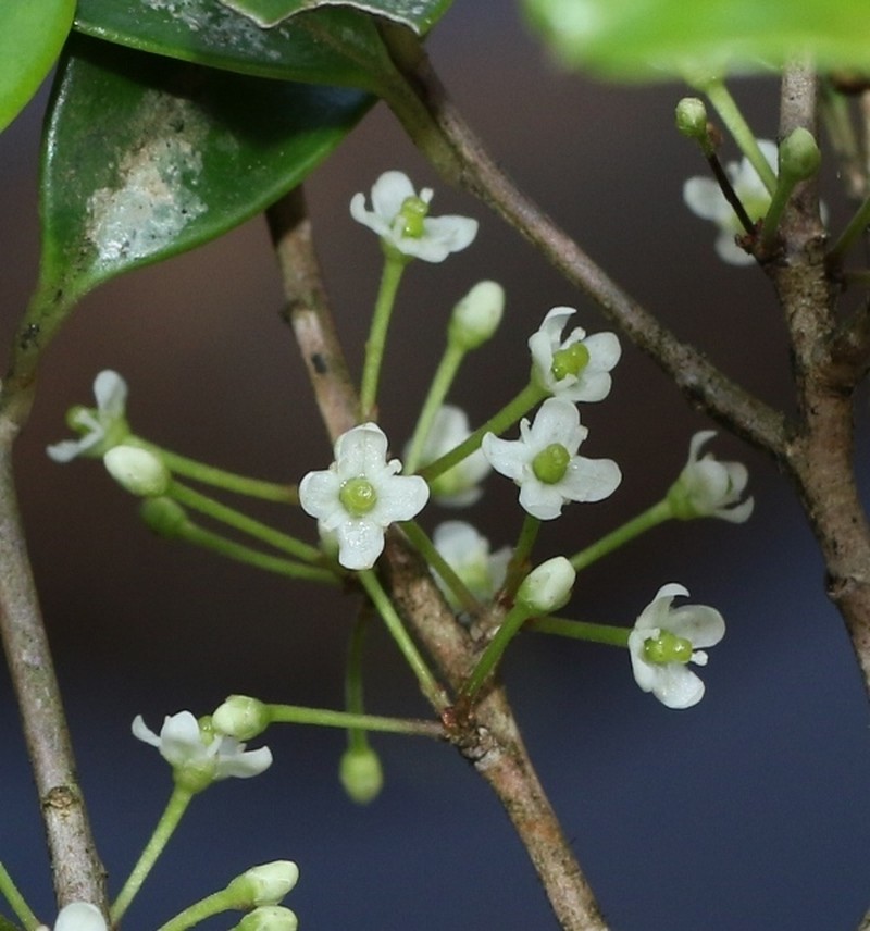 Ilex walkeri