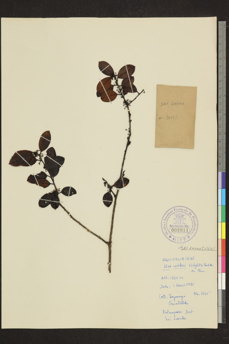 Ilex walkeri photo 2