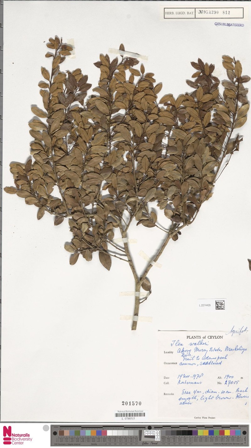 Ilex walkeri photo 3