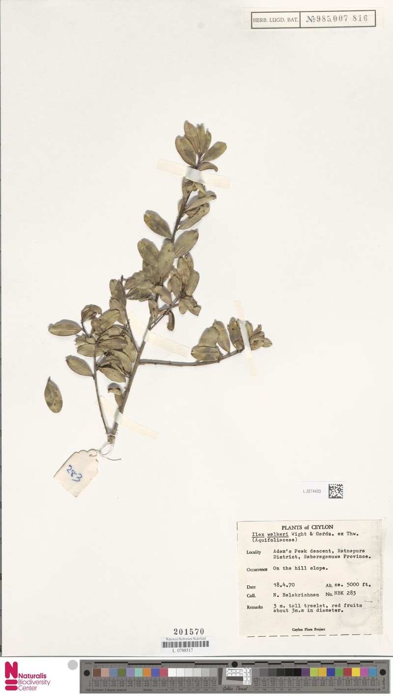 Ilex walkeri photo 4