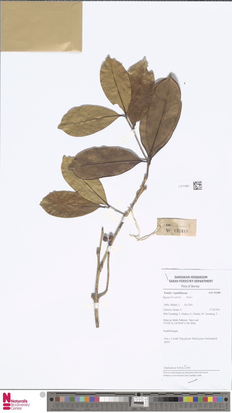 Ilex wallichii