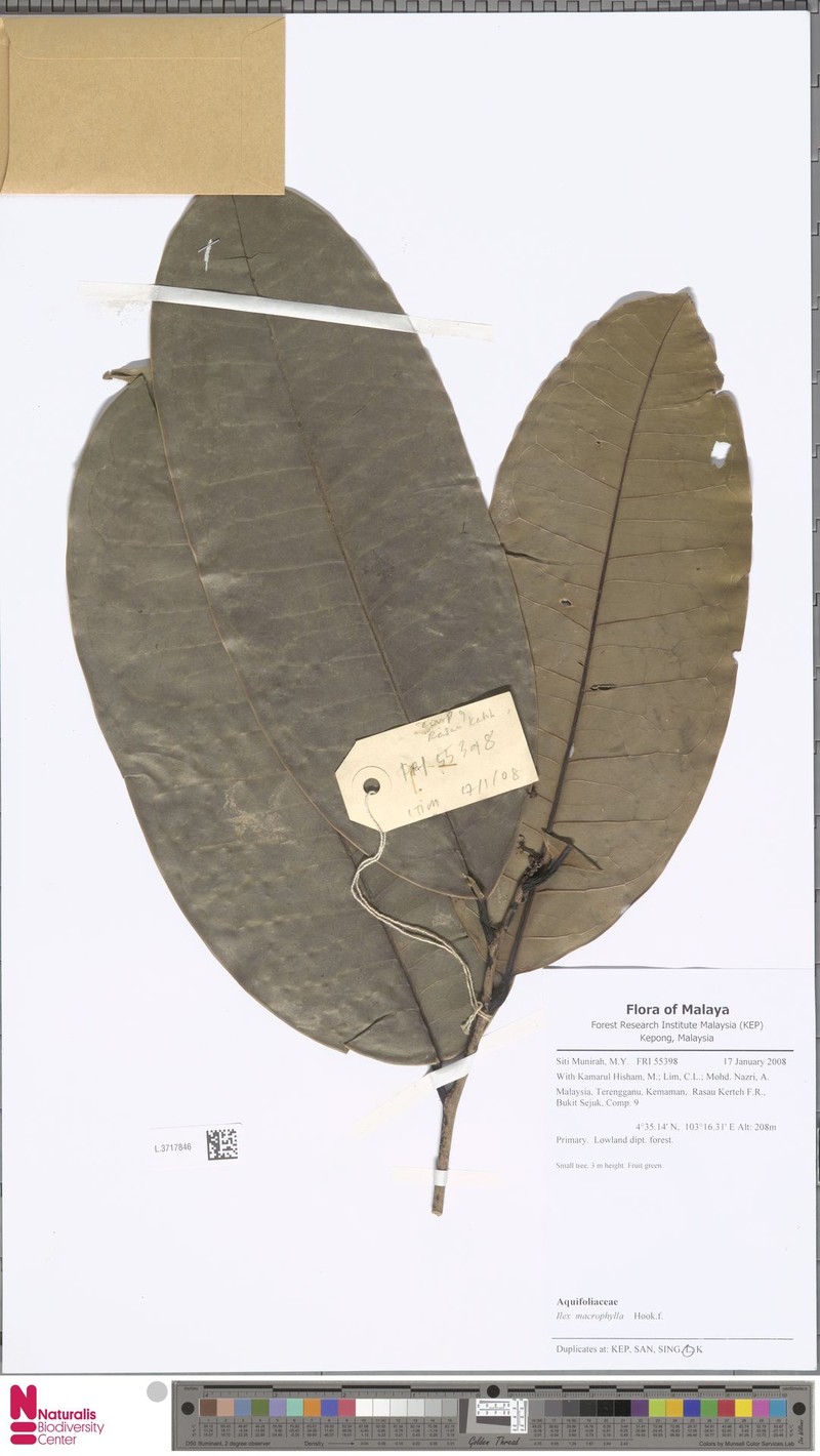 Ilex wallichii photo 2