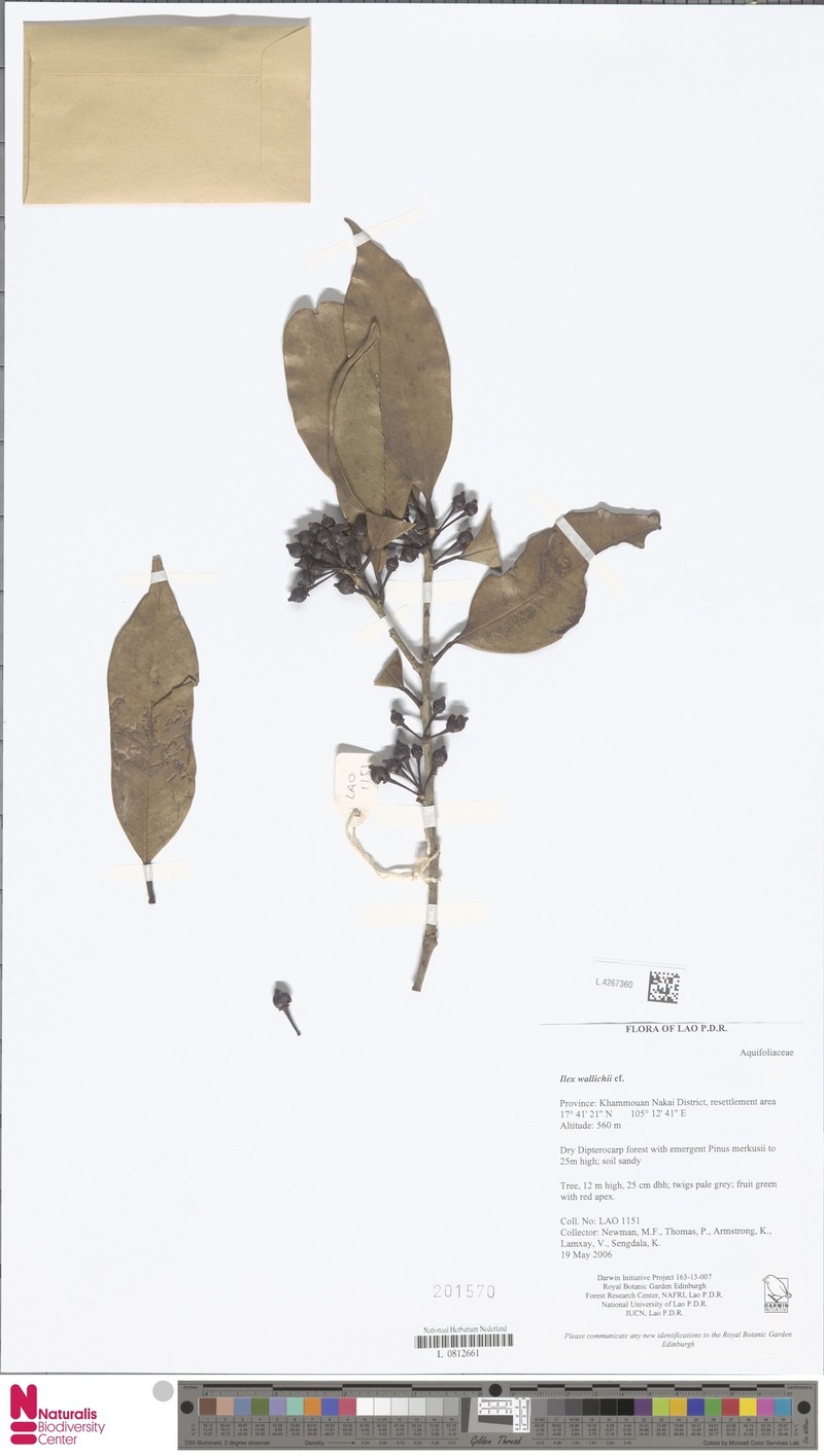 Ilex wallichii photo 4