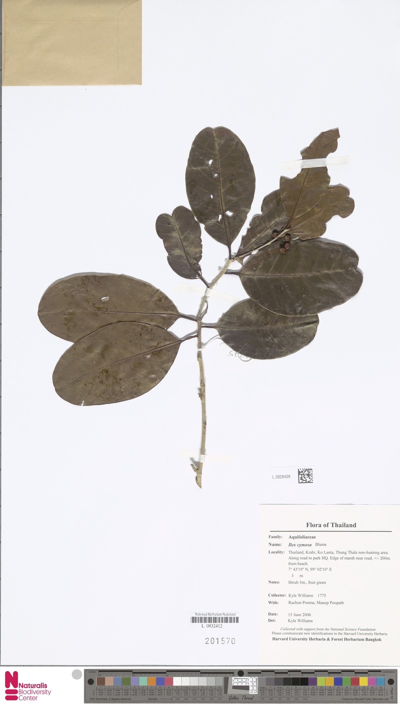 Ilex wallichii photo 5