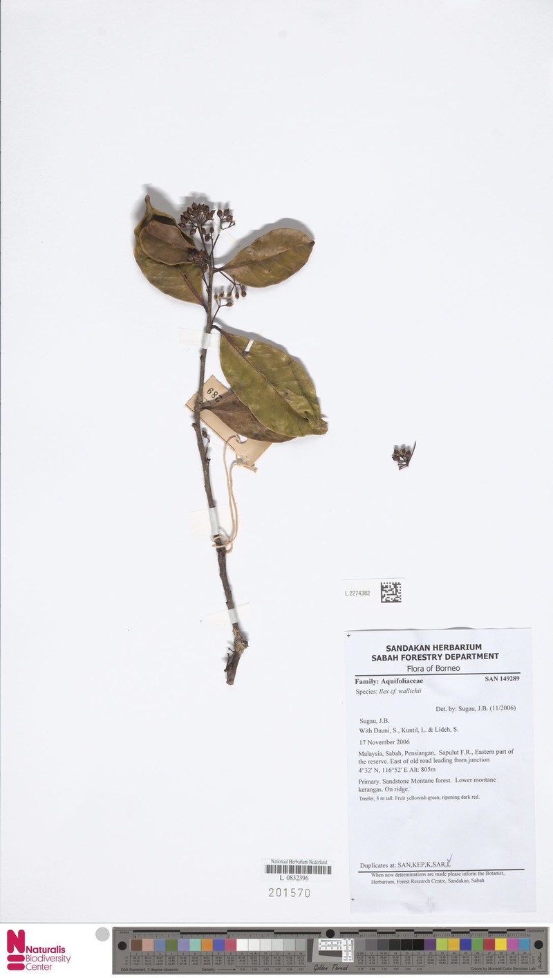 Ilex wallichii photo 6