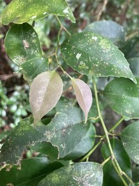 Ilex warburgii
