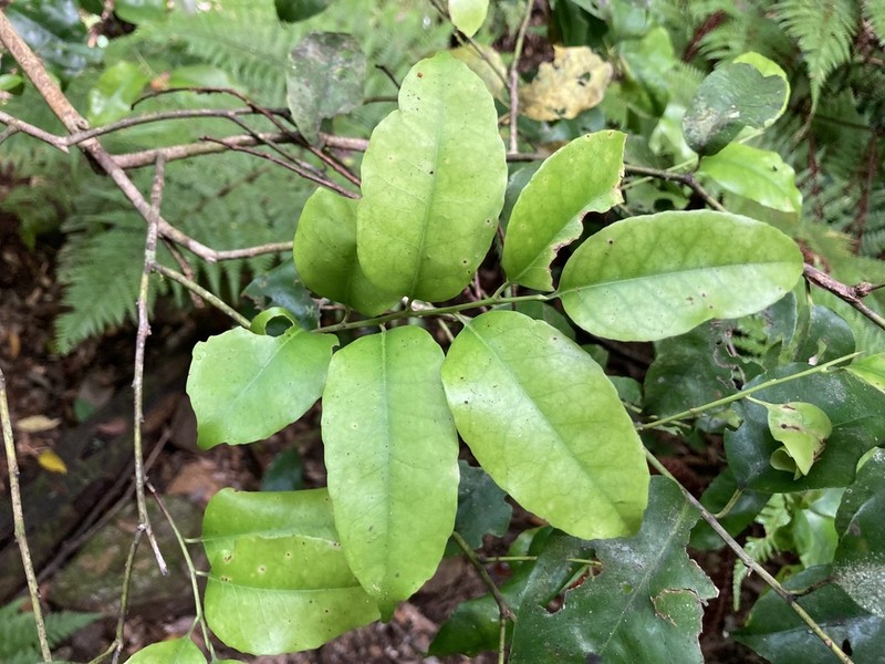Ilex warburgii photo 2
