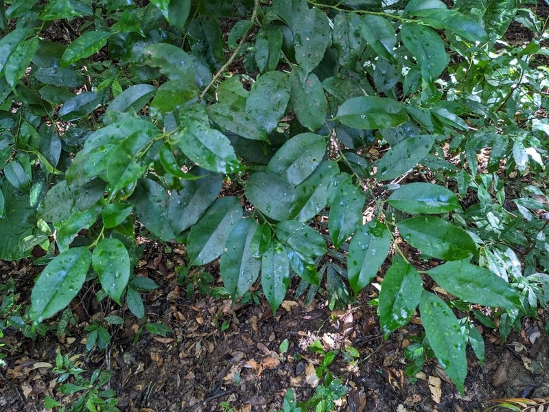 Ilex warburgii photo 3