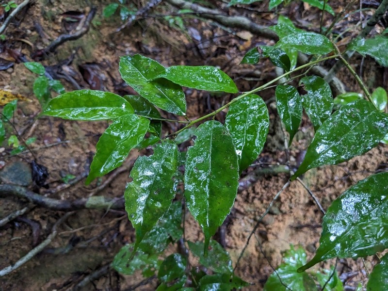 Ilex warburgii photo 4