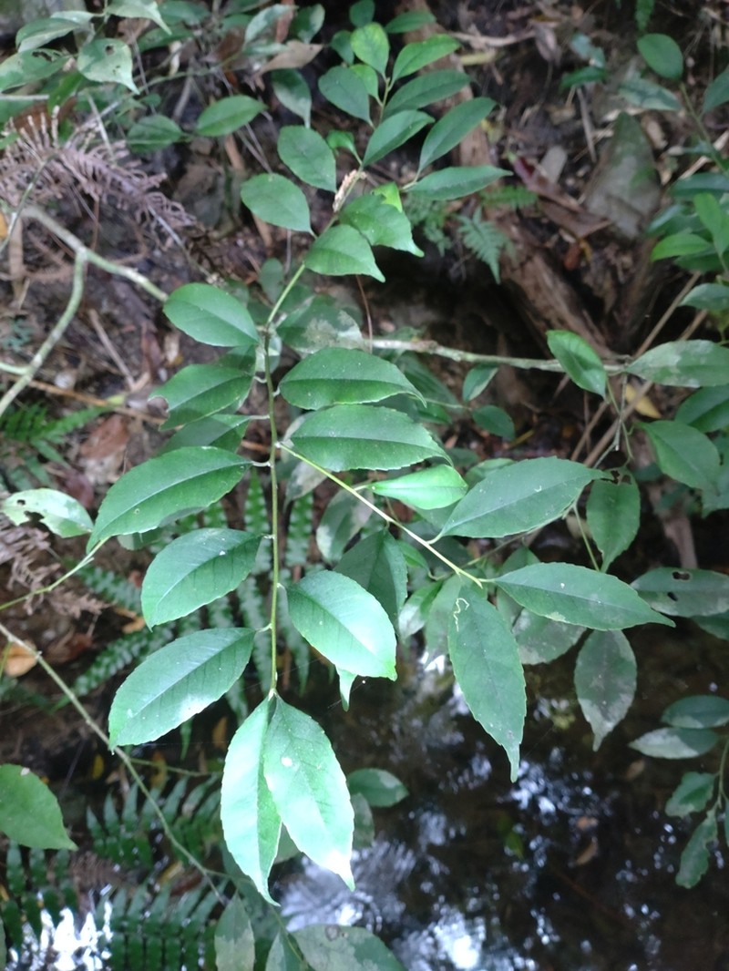 Ilex warburgii photo 5