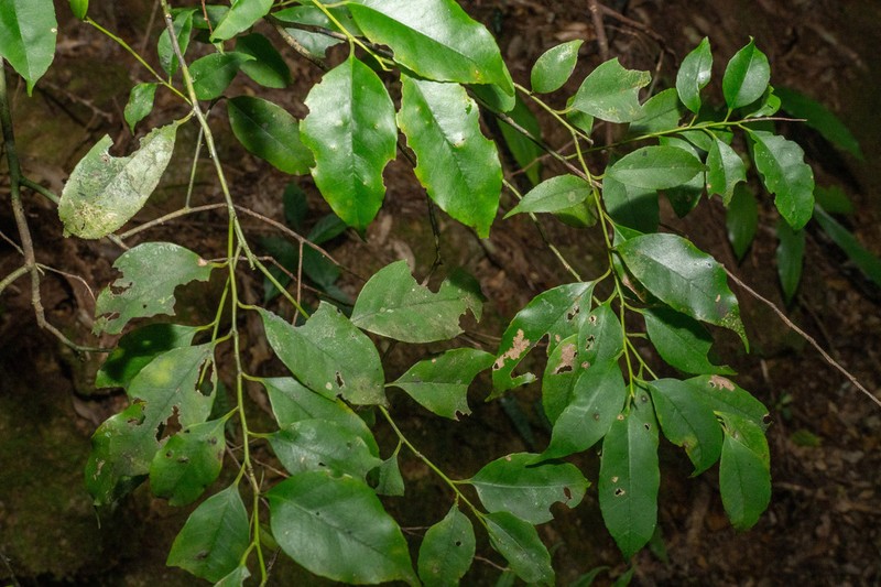 Ilex warburgii photo 6
