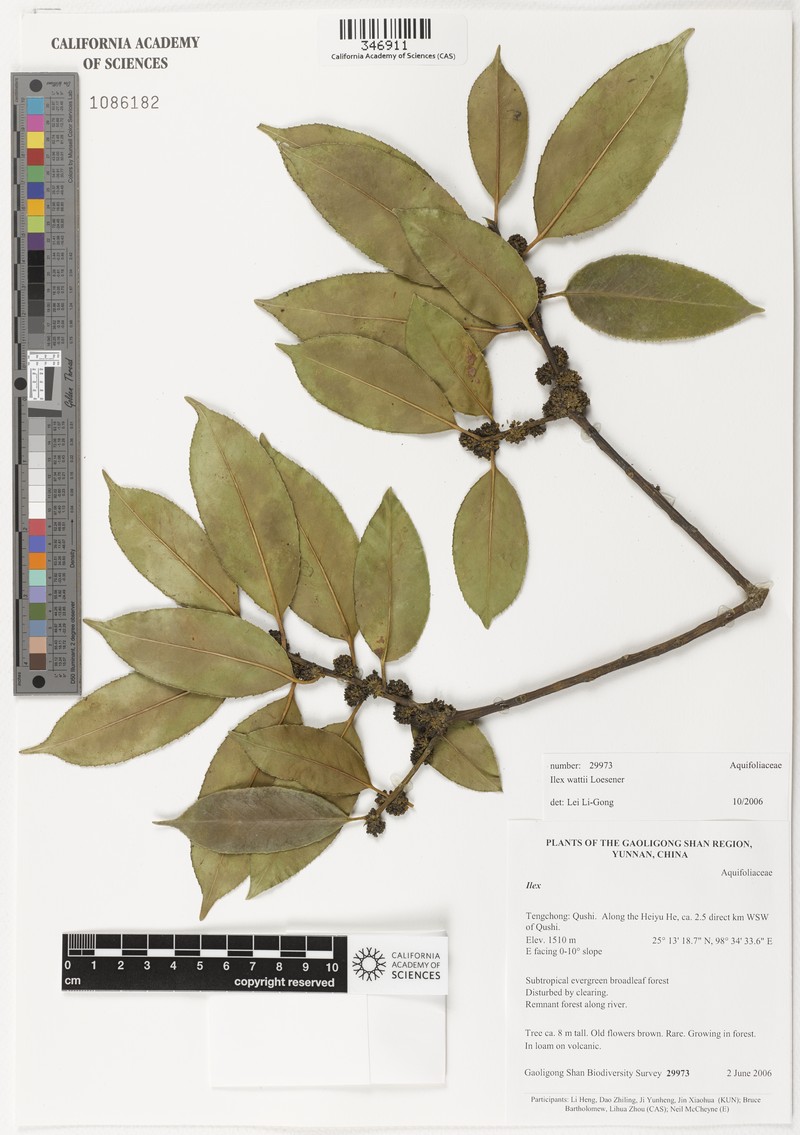 Ilex wattii