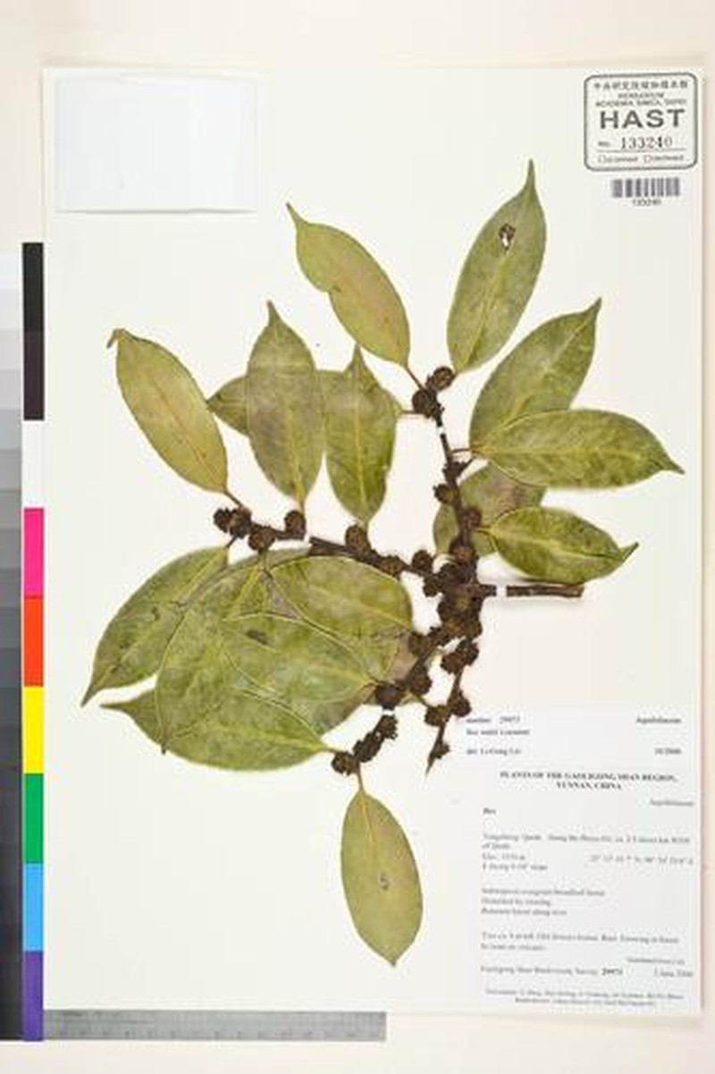 Ilex wattii photo 2