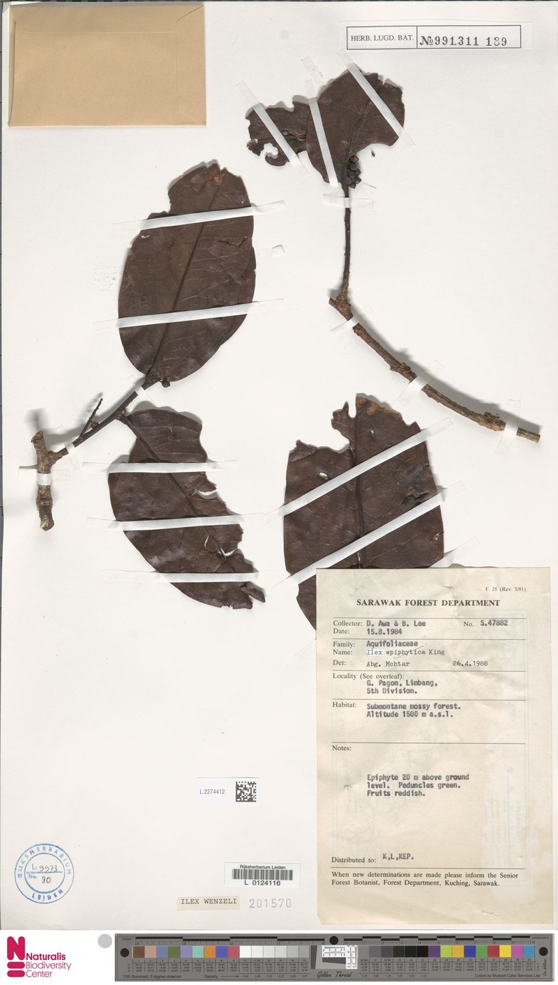 Ilex wenzelii