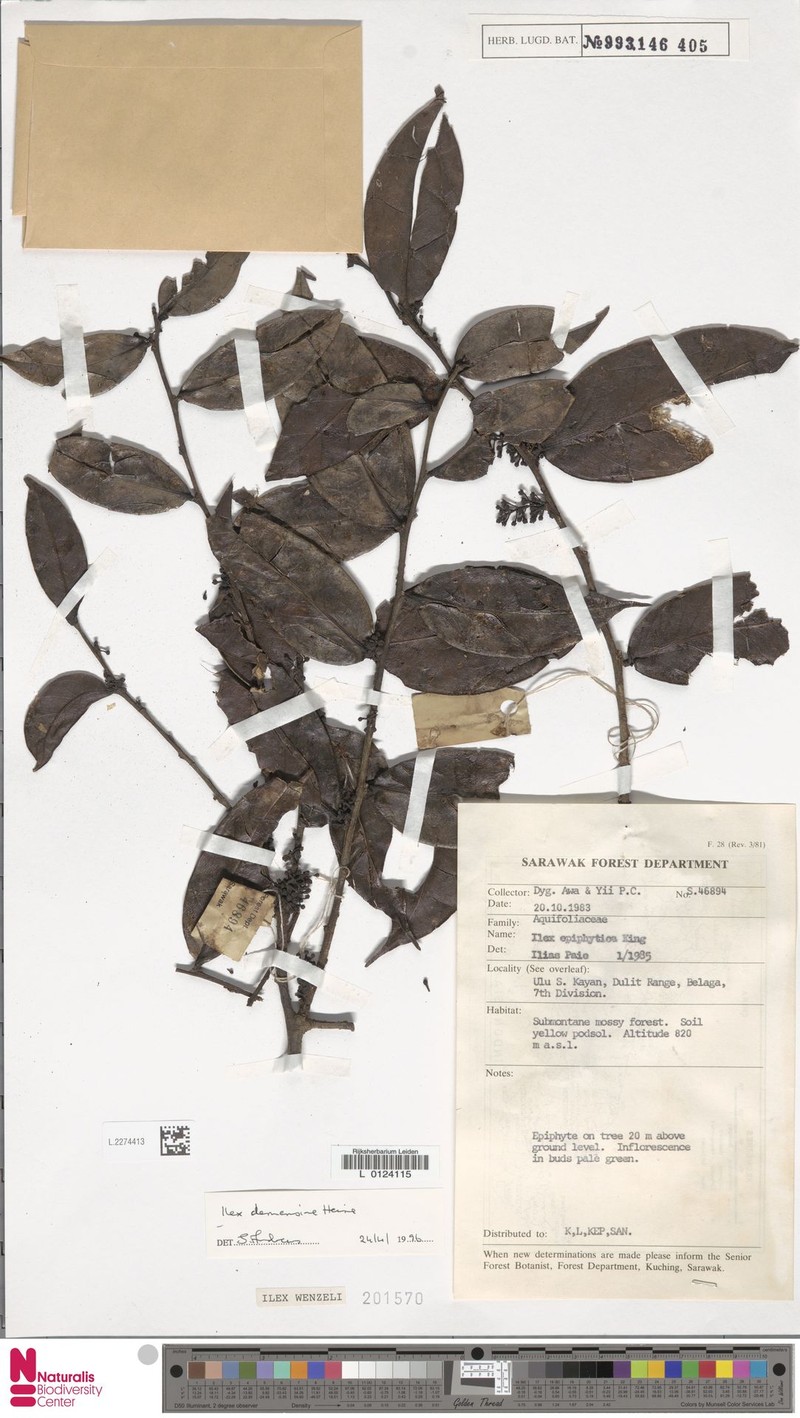 Ilex wenzelii photo 2