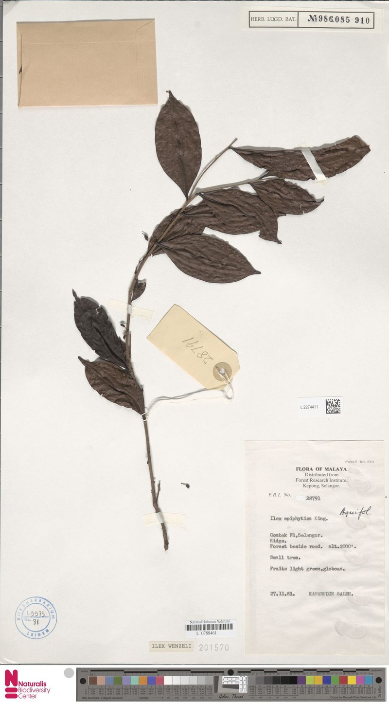 Ilex wenzelii photo 3