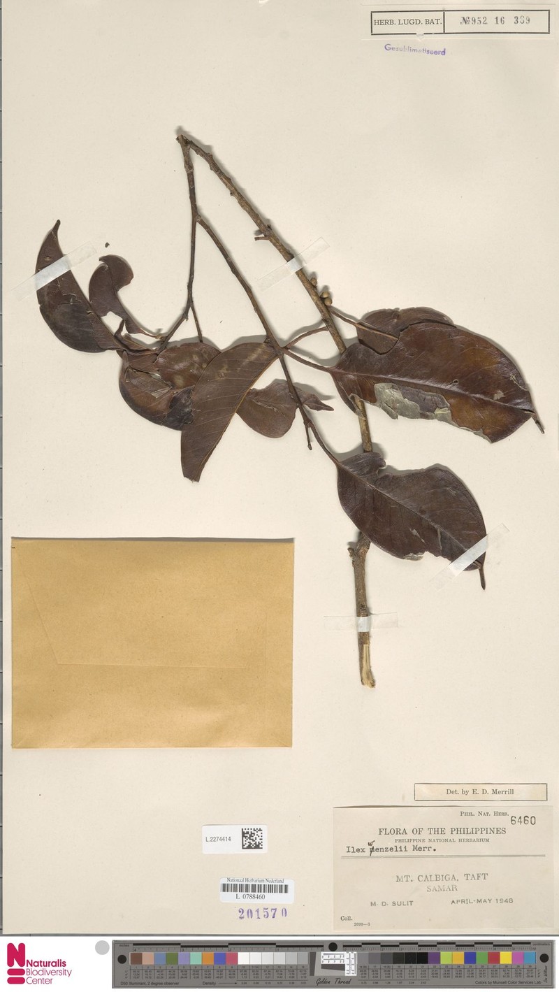 Ilex wenzelii photo 4
