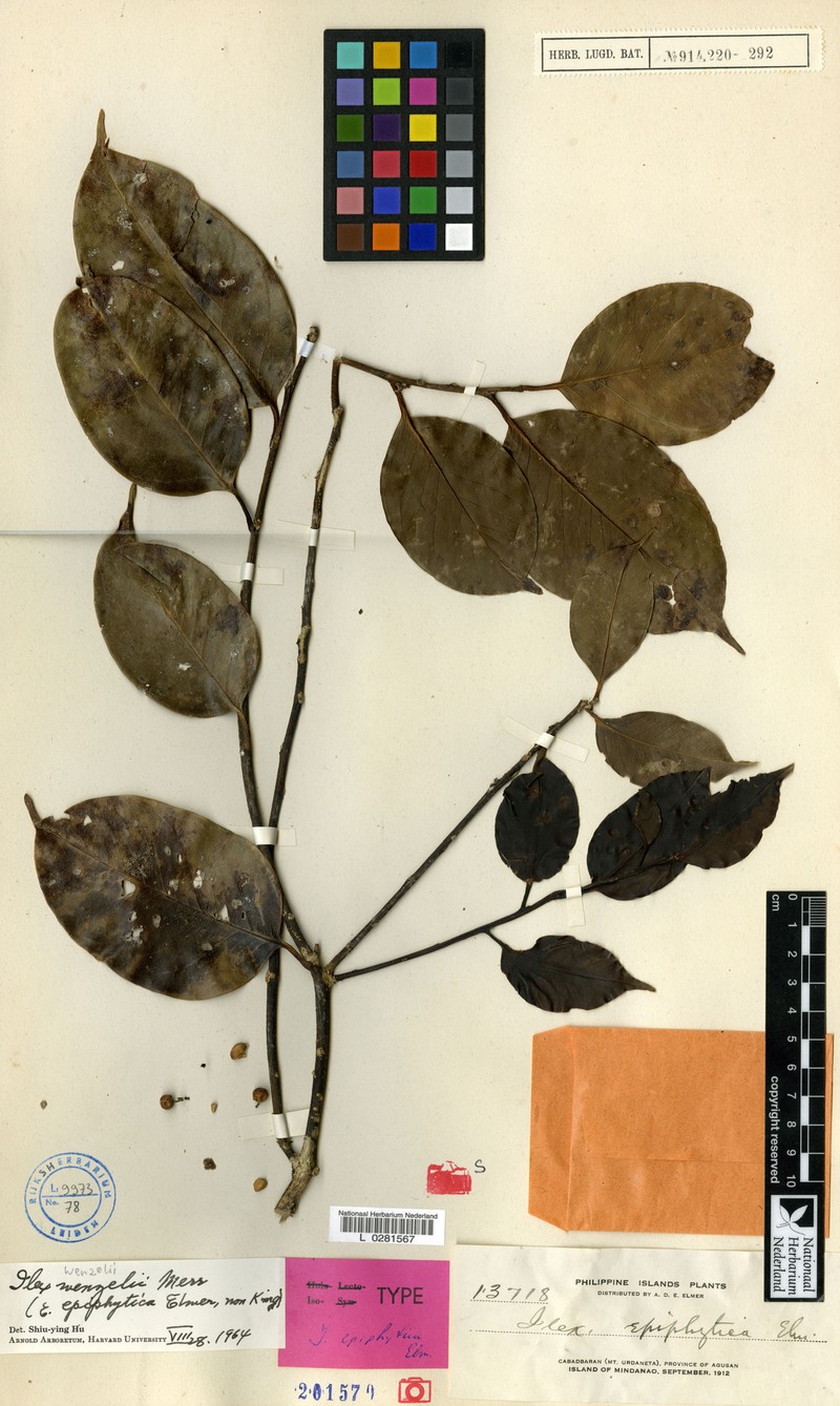 Ilex wenzelii photo 5