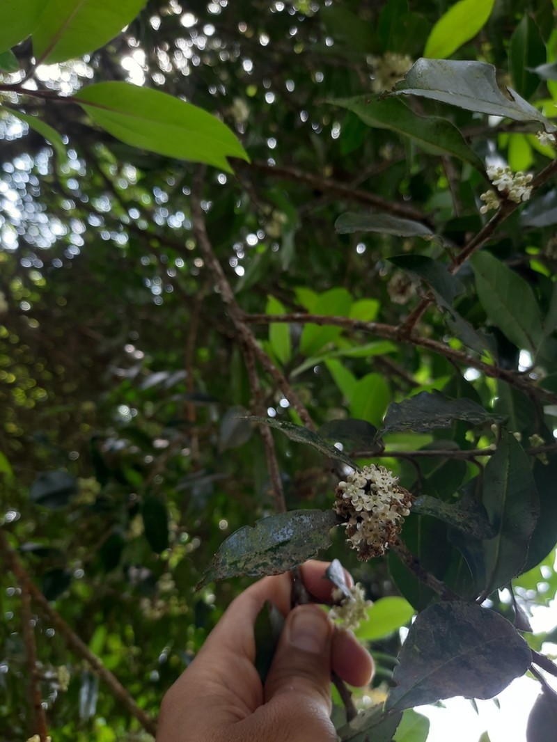 Ilex wightiana
